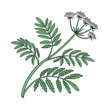 Distinctive Sensitive Plant Mimosa Pudica Unique Design vector