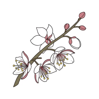 Beautiful Sepal Orchid Plant Illustration vector