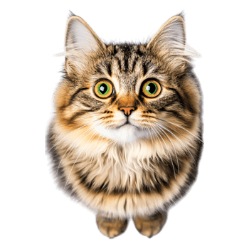 Cute Fluffy Cat with Striking Green Eyes Looking Up in Bright Light png