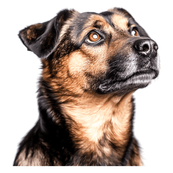 closeup Portrait of a Thoughtful Dog with Beautiful Brown Fur and Expressive Eyes png