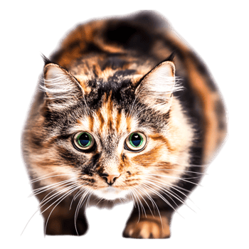 Adorable Domestic Cat with Striking Green Eyes and Beautiful Fur Texture png