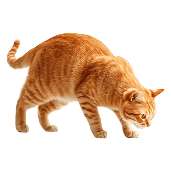 Playful Ginger Cat Curiously Looking Around in Bright Indoor Environment png