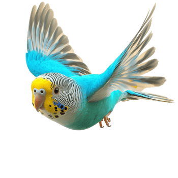 Colorful blue yellow parrot flying open wings vibrant feathers png