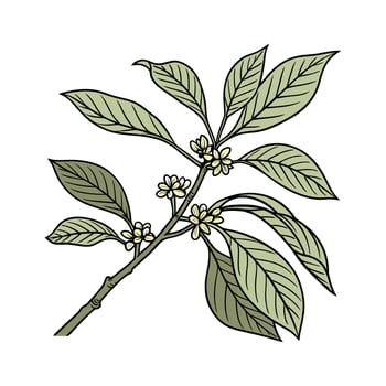 Beautiful Spicebush on Clean White vector