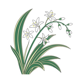 Elegant Spider Plant on Clean White vector