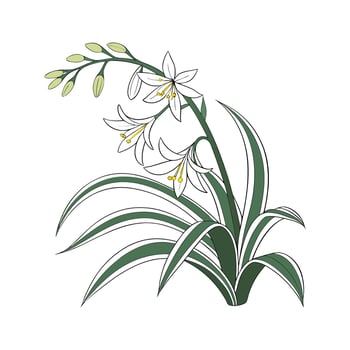 Stylish Spider Plant Chlorophytum Comosum vector