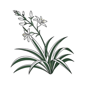 Stylish Spider Plant with Bright Aesthetic vector