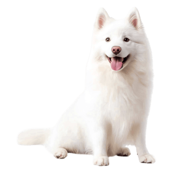 Playful White Samoyed Dog Sitting Cheerfully png