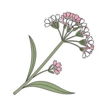 Beautiful Statice Plant on Clean White vector