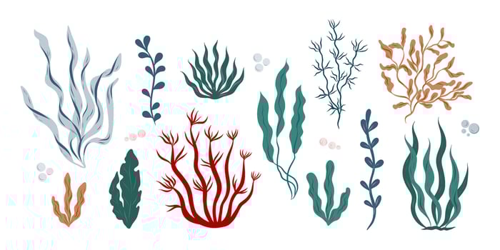 Hand drawn algae, seaweed set, different colors and shapes seaweed, algae, kelp, spirulina vector