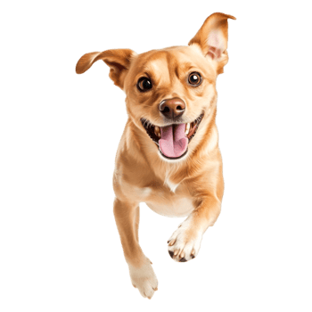 Happy and Playful Dog Running with Excitement in a Bright Outdoor Setting png