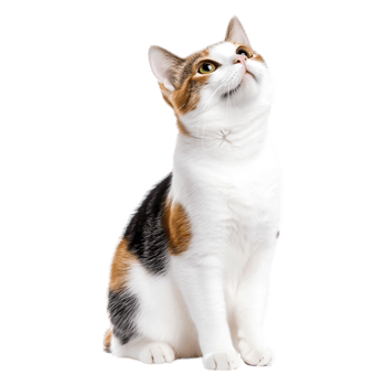 Adorable Calico Cat Sitting Gracefully with Beauty and Curiosity png