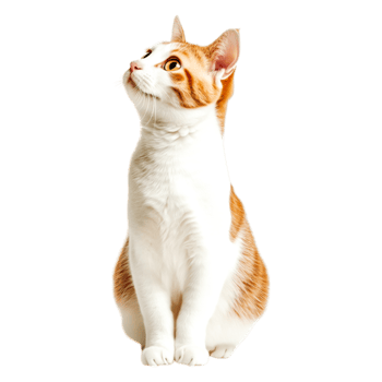 Curious Orange and White Cat Looking Up with a Playful Expression png