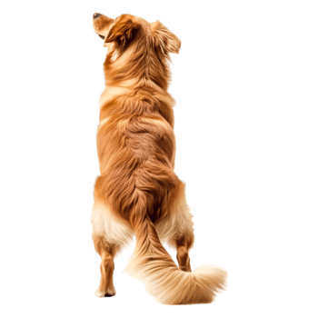 Golden Dog Sitting Outdoors Facing Away with Fluffy Tail and Ears png
