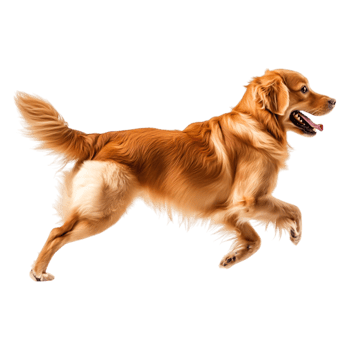 Playful Golden Retriever Running in the Park with Joyful Energy png