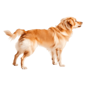Golden Retriever Dog Standing in Profile with Soft Fur and Playful Expression png