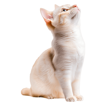 Curious White Cat With Colorful Eyes Looking Upwards in Bright Environment png