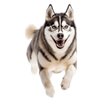 Happy Siberian Husky Running Playfully in a Bright Outdoor Environment png