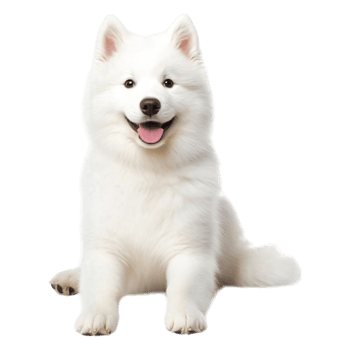 Happy Samoyed Dog Sitting Cheerfully on png