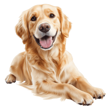 Adorable golden retriever lying down a friendly happy face png