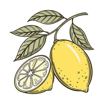 Lemon Branch with Fresh Yellow Lemons and Green Leaves for Natural Appeal vector