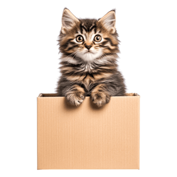 Adorable tabby kitten sitting inside a cardboard box with curious expression png