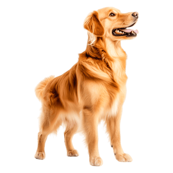 Happy Golden Retriever Dog Standing Proudly in Bright png