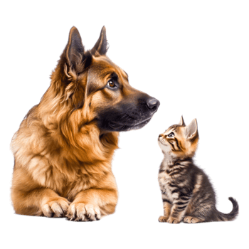 Adorable dog and playful kitten sharing a moment of friendship together png