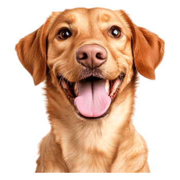 Happy Golden Retriever With Tongue Out Showing Joyful Expression Close Up png