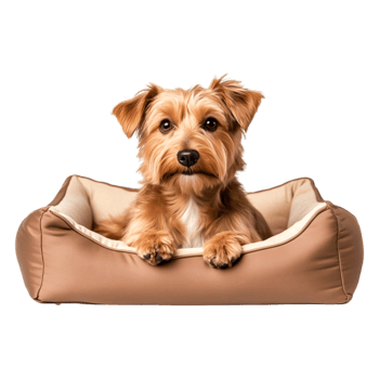 Cute small dog resting in a cozy pet bed with attentive expression png