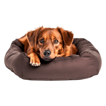 Cozy Dog Relaxing Plush Bed with a Calm Expression in a Studio Setting png