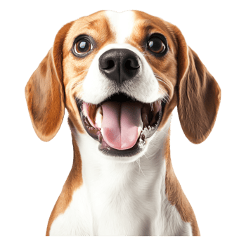 Happy Beagle Dog Headshot with Cute Expressind Bright Eyes png