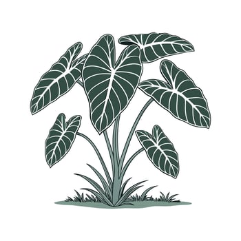 Beautiful Taro Plant Display on Clean White vector