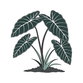 Charming Taro Plant on Clean White vector