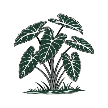 Stylish Taro Plant Display on Bright White vector