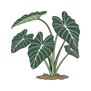 Colocasia Esculenta Taro Plant Illustration vector