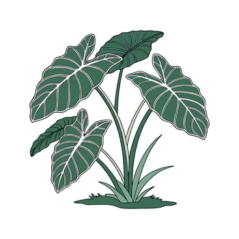 Stylish Taro Plant Design on White Background vector