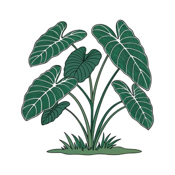 Charming Taro Plant Display on Bright vector