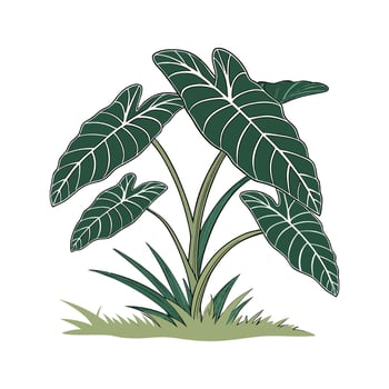 Lush Green Taro Plant Illustration for Decor vector