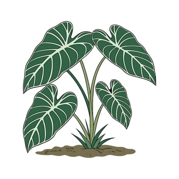 Stylish Taro Plant Design on White Surface vector