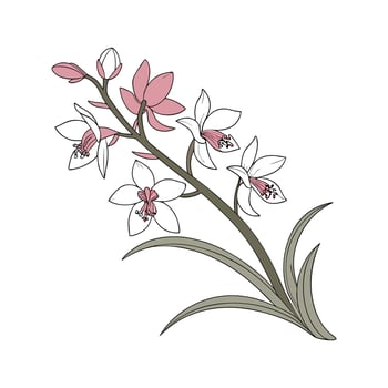 Beautiful Terrestrial Orchid on Clean White vector