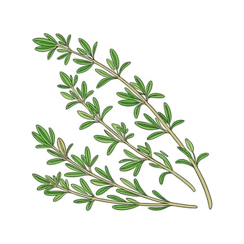 Charming Thyme on Clean White vector