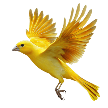 Yellow canary bird flying its wings wide open png