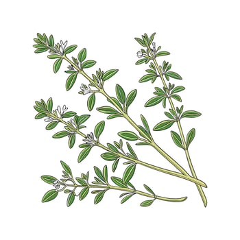 Beautiful Thyme Plant on Clean White vector