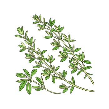 Stylish Thyme Plant in Bright Space vector