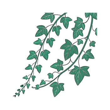 Beautiful Trailing Jade on Clean White vector