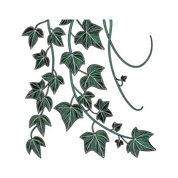 Stylish Trailing Jade Display on Bright vector