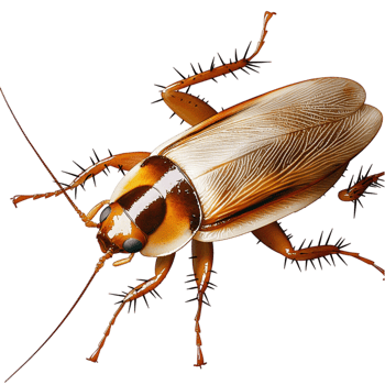 Large brown cockroach detailed wings legs on display png
