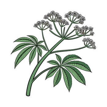 Beautiful Umbrella Plant on Clean White vector