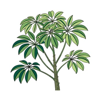 Beautiful Schefflera Display on Bright vector
